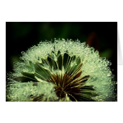 After the rain by Rainmountain