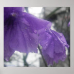 After The Rain II posters