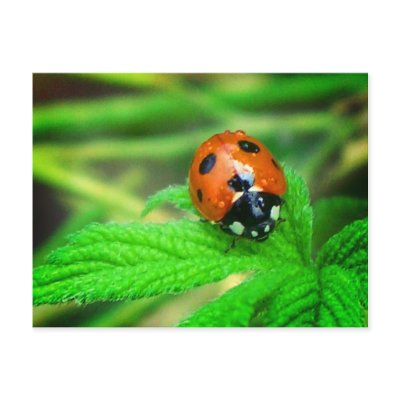 After the rain - Ladybug with droplets by Rainmountain