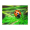 After the rain - Ladybug with droplets postcards