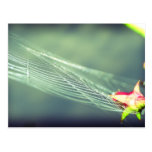 After the rain post card