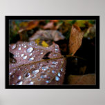 After the Rain Print