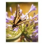 Afternoon Delight 8x10 Photo