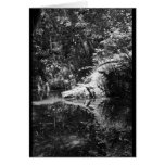 Afternoon Sunlight on the Elk River at Headwaters Card