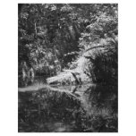 Afternoon Sunlight on the Elk River at Headwaters flyers