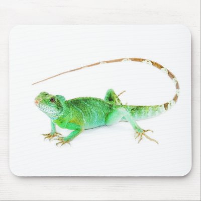 Agama Mouse Pads by werglein