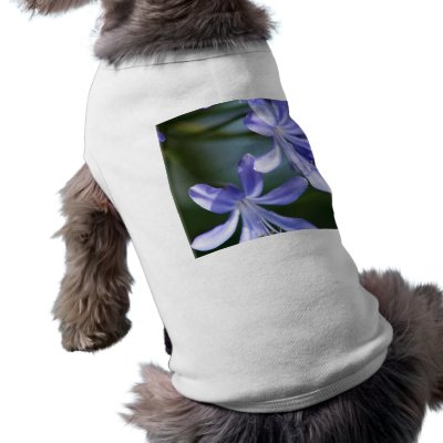 Agapanthus blooms dog shirt by ritmophoto