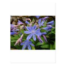 Agapanthus blooms post card