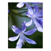 Agapanthus blooms postcard