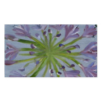 Agapanthus