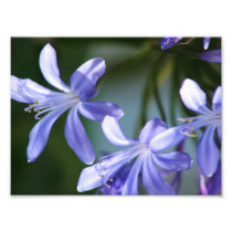 Agapanthus flower blooms art photo