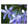 Agapanthus flower blooms art photo