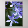 Agapanthus flowers poster