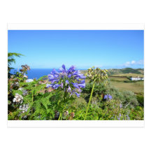 Agapanthus in the Azores Postcard