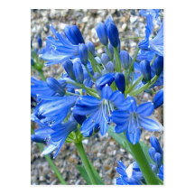 Agapanthus Postcard