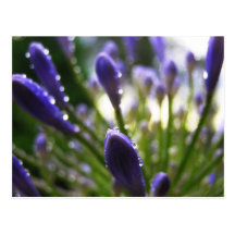 Agapanthus Raindrops Macro Postcard