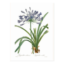 Agapanthus umbellatus post cards