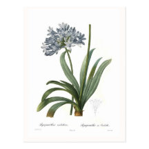 Agapanthus umbellatus post cards