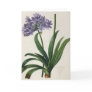 Agapanthus umbrellatus greeting cards