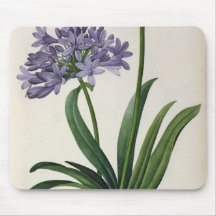 Agapanthus umbrellatus mousepad