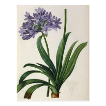 Agapanthus umbrellatus postcard