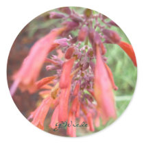 Agastache Coral Pink Stickers