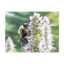 Agastache Flowers With Bumblebee Postcards