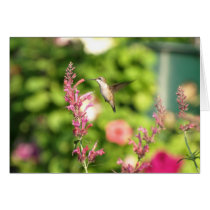 Agastache Hummer Cards