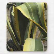 Agave Americana - Maguey Mouse Mats