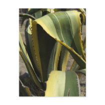 Agave Americana - Maguey Post Cards