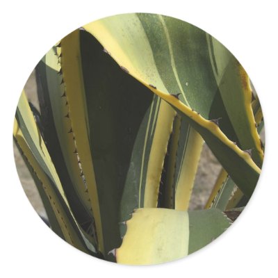 Agave Americana - Maguey Round Stickers by LivingNature