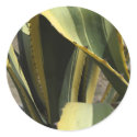 Agave Americana - Maguey stickers