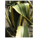 Agave Americana - Maguey t-shirts