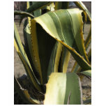 Agave Americana - Maguey t-shirts