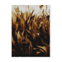 Agave By Bernadette Sebastiani Post Cards