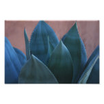 Agave cactus 02 photo print