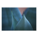 Agave cactus photo
