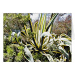 Agave Cactuses Card