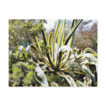 Agave Cactuses Post Cards