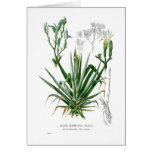 Agave Cards