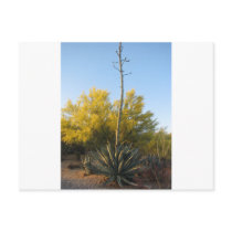 Agave in Bloom Postcards