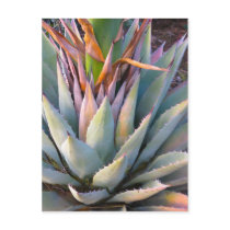 Agave plant Postcard