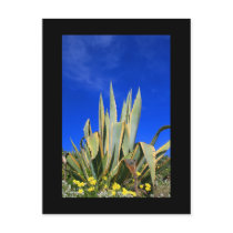 Agave Plant Postcard