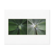 agave postcard