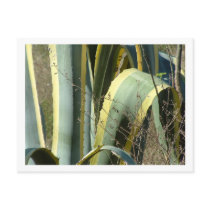 agave post cards