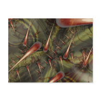 Agave Seam Postcards