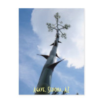 Agave, Sedona, AZ Postcard