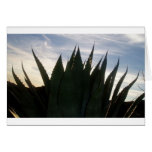 Agave Skyrockets Greeting Card