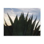 Agave Skyrockets Postcard