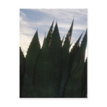 Agave Skyrockets Postcard